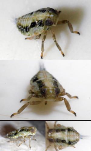 Issus coleoptratus